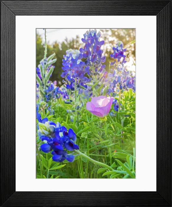 Framed Print : Lampasas, Texas, USA. Pink Evening Primrose and Bluebonnet wildflowers in the Texas Hill Country. Date: 11-04-2021 Framed Print : Lampasas, Texas, USA. Pink Evening Primrose and Bluebonnet wildflowers in the Texas Hill Country. Date: 11-04-2021