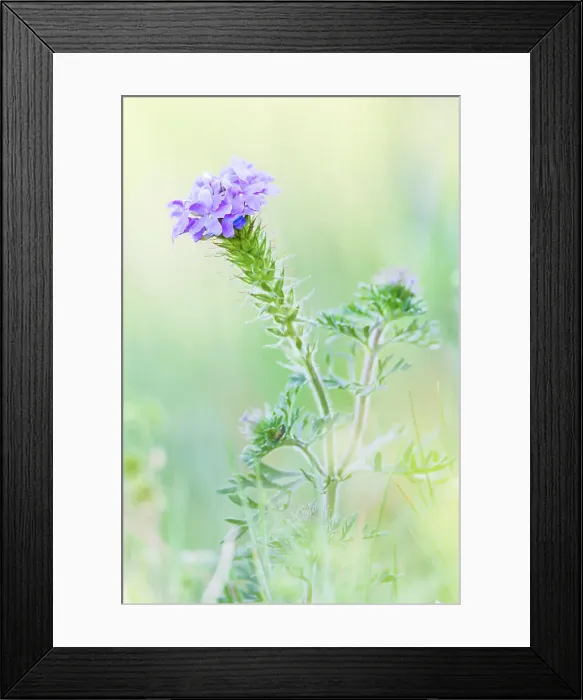 Framed Print : Lampasas, Texas, USA. Prairie Verbena wildflowers in the Texas Hill Country. Date: 11-04-2021 Framed Print : Lampasas, Texas, USA. Prairie Verbena wildflowers in the Texas Hill Country. Date: 11-04-2021