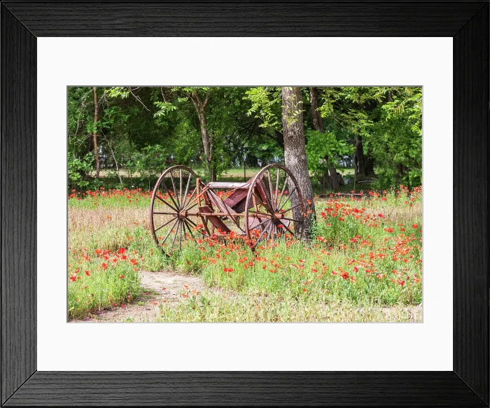 Framed Print : Castroville, Texas, USA. (Editorial Use Only) Rusted antique farm equipment in a field of poppies. (Editorial Use Only) Date: 12-04-2021 Framed Print : Castroville, Texas, USA. (Editorial Use Only) Rusted antique farm equipment in a field of poppies. (Editorial Use Only) Date: 12-04-2021
