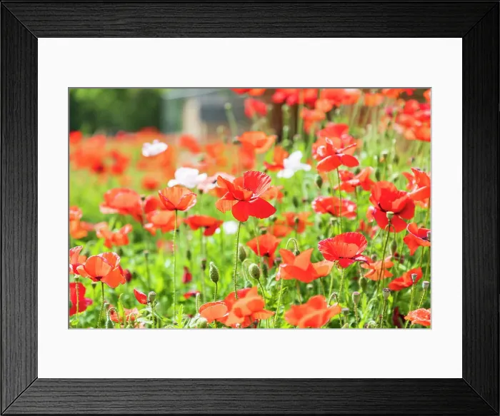 Framed Print : Castroville, Texas, USA. Wild poppies in the Texas Hill Country. Date: 12-04-2021 Framed Print : Castroville, Texas, USA. Wild poppies in the Texas Hill Country. Date: 12-04-2021