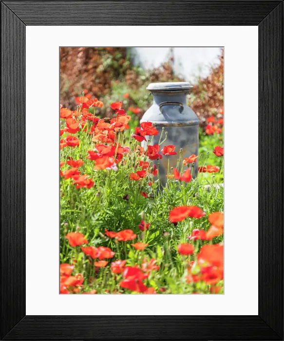 Framed Print : Castroville, Texas, USA. Old milk jug in poppies in the Texas Hill Country. Date: 12-04-2021 Framed Print : Castroville, Texas, USA. Old milk jug in poppies in the Texas Hill Country. Date: 12-04-2021