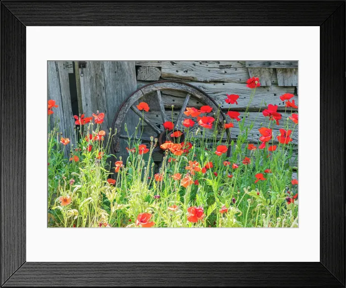 Framed Print : Castroville, Texas, USA. Poppies and historic buildings in the Texas Hill Country. Date: 12-04-2021 Framed Print : Castroville, Texas, USA. Poppies and historic buildings in the Texas Hill Country. Date: 12-04-2021