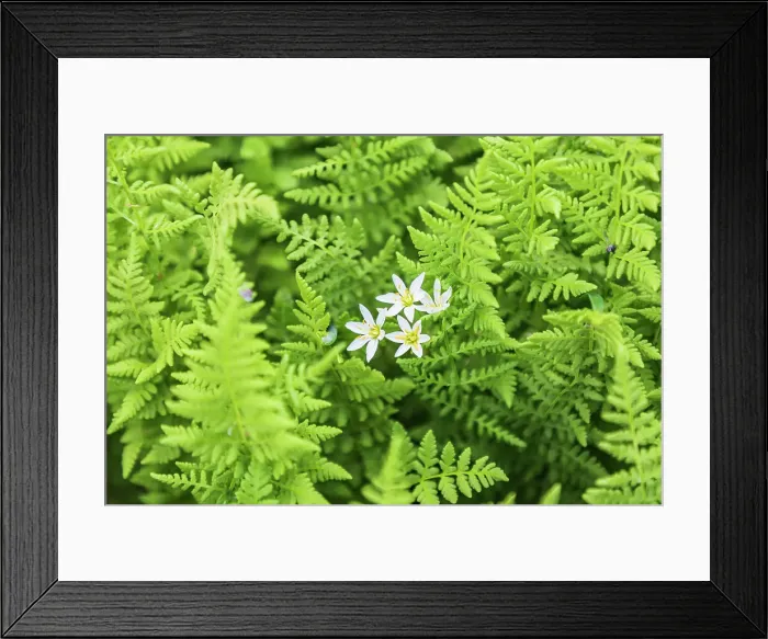 Framed Print : Castroville, Texas, USA. Ferns in the Texas Hill Country. Date: 12-04-2021
