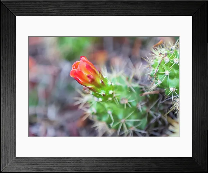 Framed Print : Castroville, Texas, USA. Prickly pear flower in the Texas Hill Country. Date: 12-04-2021 Framed Print : Castroville, Texas, USA. Prickly pear flower in the Texas Hill Country. Date: 12-04-2021