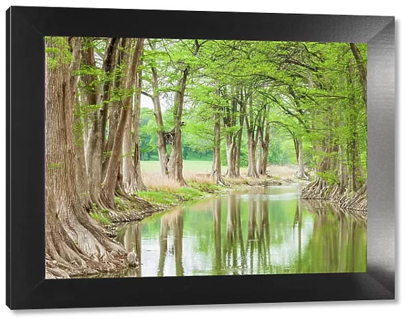 Waring, Texas, USA. Trees along the Guadalupe River in the Texas Hill Country. Date: 14-04-2021