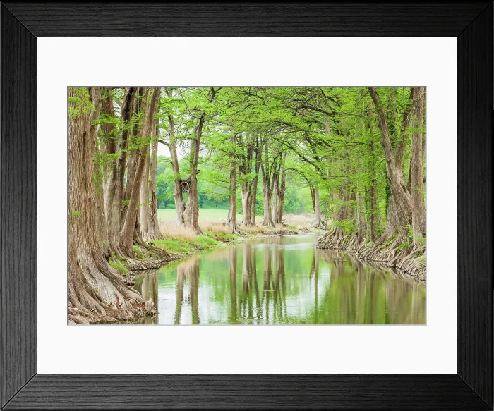 Framed Print : Waring, Texas, USA. Trees along the Guadalupe River in the Texas Hill Country. Date: 14-04-2021 Framed Print : Waring, Texas, USA. Trees along the Guadalupe River in the Texas Hill Country. Date: 14-04-2021