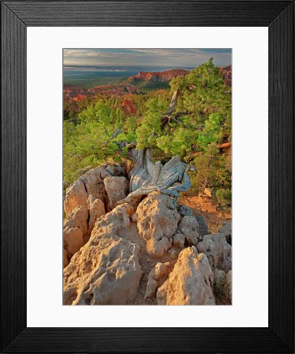 Framed Print : USA, Utah, Bryce Canyon National Park. Sunrise on canyon landscape. Date: 02-08-2010