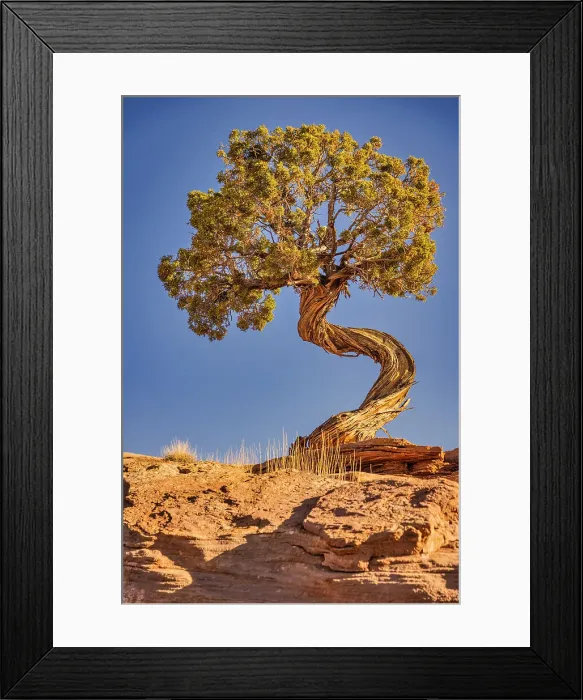 Framed Print : Dead Horse Point, Canyonlands National Park, Utah Date: 03-03-2021 Framed Print : Dead Horse Point, Canyonlands National Park, Utah Date: 03-03-2021