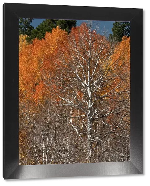 USA, Utah. Colorful autumn aspen on Boulder Mountain, Dixie National Forest. Date: 17-10-2020