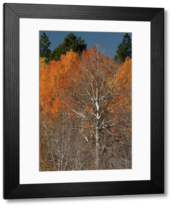 Framed Print : USA, Utah. Colorful autumn aspen on Boulder Mountain, Dixie National Forest. Date: 17-10-2020