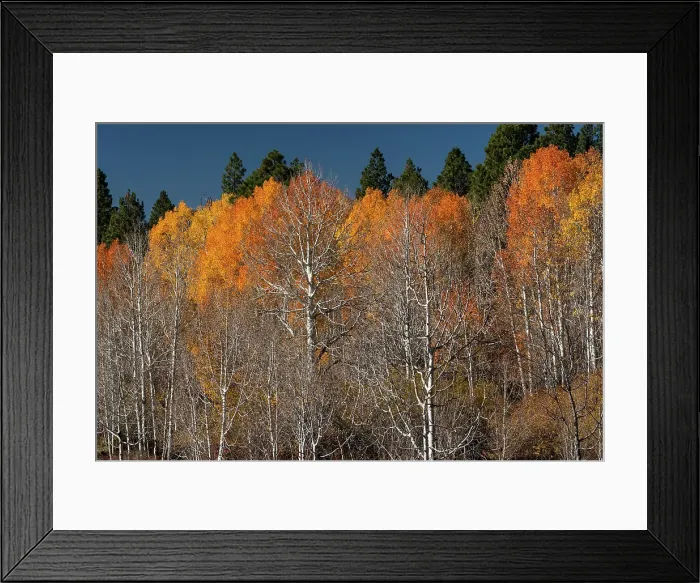 Framed Print : USA, Utah. Colorful autumn aspen on Boulder Mountain, Dixie National Forest. Date: 17-10-2020 Framed Print : USA, Utah. Colorful autumn aspen on Boulder Mountain, Dixie National Forest. Date: 17-10-2020