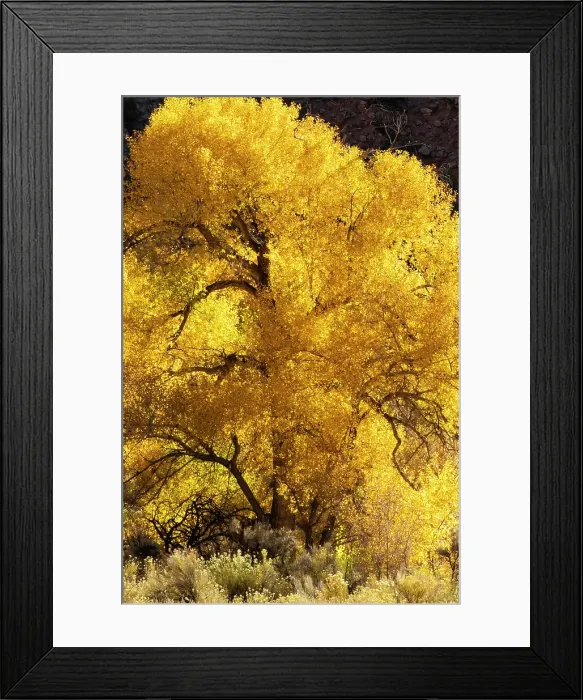 Framed Print : USA, Utah. Magnificently backlit autumn Cottonwood tree, Needles District, Canyonlands National Park. Date: 20-10-2020 Framed Print : USA, Utah. Magnificently backlit autumn Cottonwood tree, Needles District, Canyonlands National Park. Date: 20-10-2020