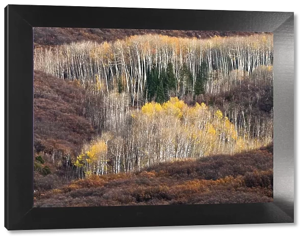 USA, Utah. Autumn aspen in the Manti-La Sal National Forest. Date: 22-10-2020