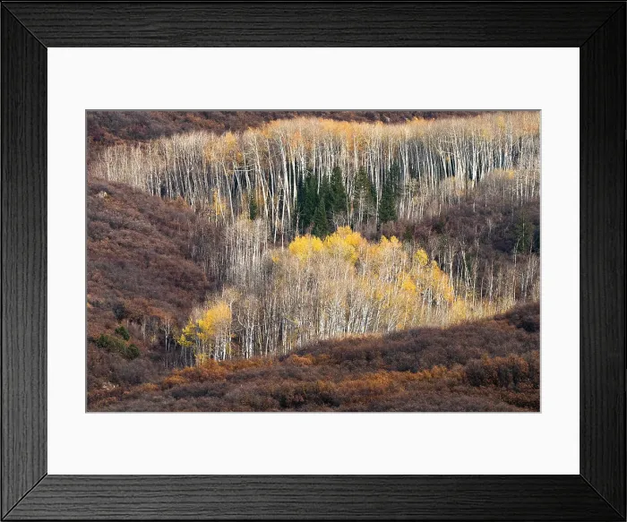 Framed Print : USA, Utah. Autumn aspen in the Manti-La Sal National Forest. Date: 22-10-2020 Framed Print : USA, Utah. Autumn aspen in the Manti-La Sal National Forest. Date: 22-10-2020