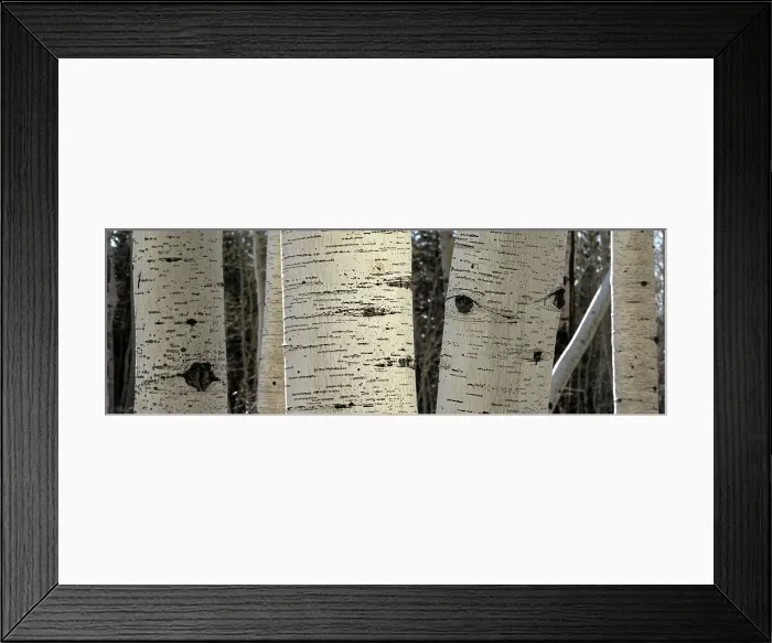 Framed Print : USA, Utah. Panoramic detail of aspen trunks in Manti-La Sal National Forest. Date: 01-11-2020 Framed Print : USA, Utah. Panoramic detail of aspen trunks in Manti-La Sal National Forest. Date: 01-11-2020