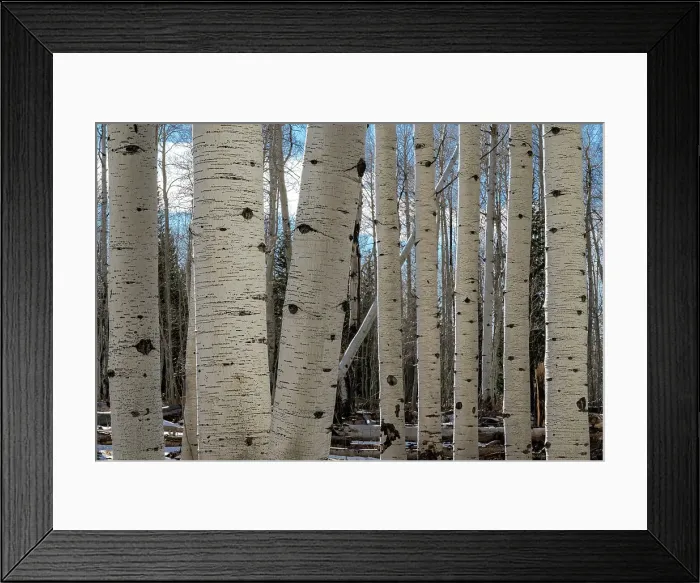 Framed Print : USA, Utah. Detail of aspen trunks in Manti-La Sal National Forest. Date: 01-11-2020 Framed Print : USA, Utah. Detail of aspen trunks in Manti-La Sal National Forest. Date: 01-11-2020