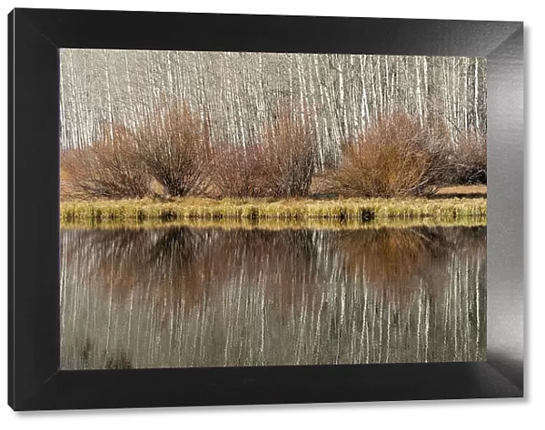 USA, Utah. Aspen and willow reflections on Warner Lake, Manti-La Sal National Forest. Date: 01-11-2020