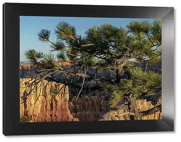 USA, Utah. Pinyon pine at Bryce Canyon National Park. Date: 17-10-2020