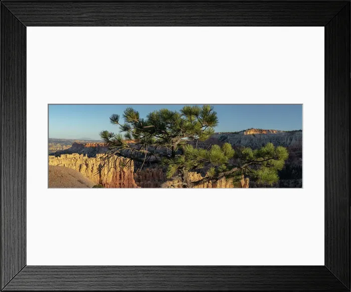 Framed Print : USA, Utah. Pinyon pine at Bryce Canyon National Park. Date: 17-10-2020 Framed Print : USA, Utah. Pinyon pine at Bryce Canyon National Park. Date: 17-10-2020