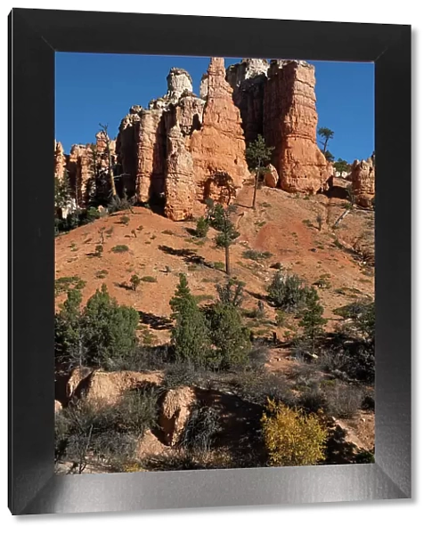 USA, Utah. Pinyon pine and hoodoos, Bryce Canyon National Park. Date: 18-10-2020