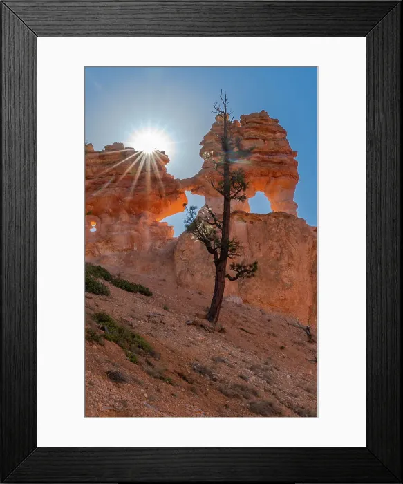Framed Print : USA, Utah. Ponderosa pine and hoodoos with starburst, Bryce Canyon National Park. Date: 18-10-2020