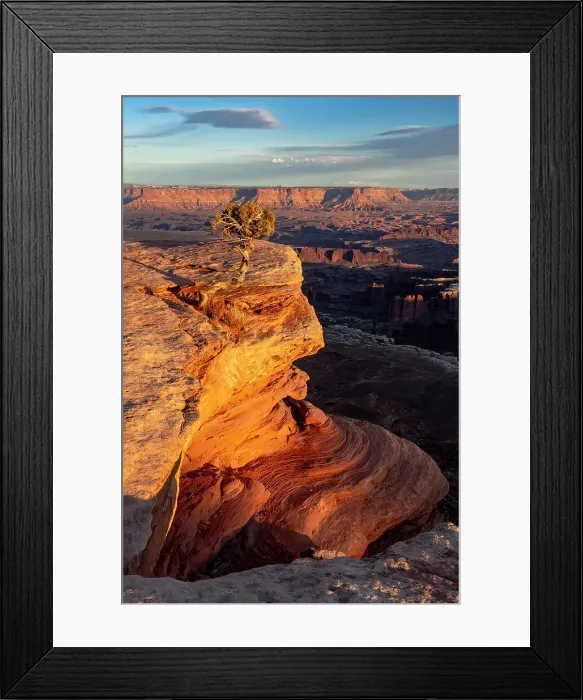 Framed Print : USA, Utah. Twisted juniper at an overlook, Dead Horse Point State Park. Date: 23-01-2021 Framed Print : USA, Utah. Twisted juniper at an overlook, Dead Horse Point State Park. Date: 23-01-2021