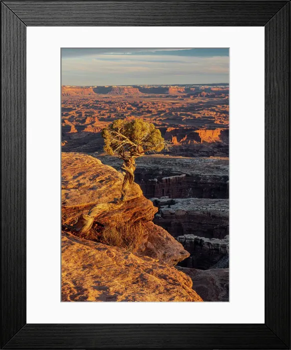 Framed Print : USA, Utah. Twisted juniper at an overlook, Dead Horse Point State Park. Date: 23-01-2021 Framed Print : USA, Utah. Twisted juniper at an overlook, Dead Horse Point State Park. Date: 23-01-2021