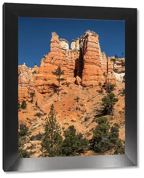 USA, Utah. Orange and white hoodoos and pinyon pine, Bryce Canyon National Park. Date: 18-10-2020