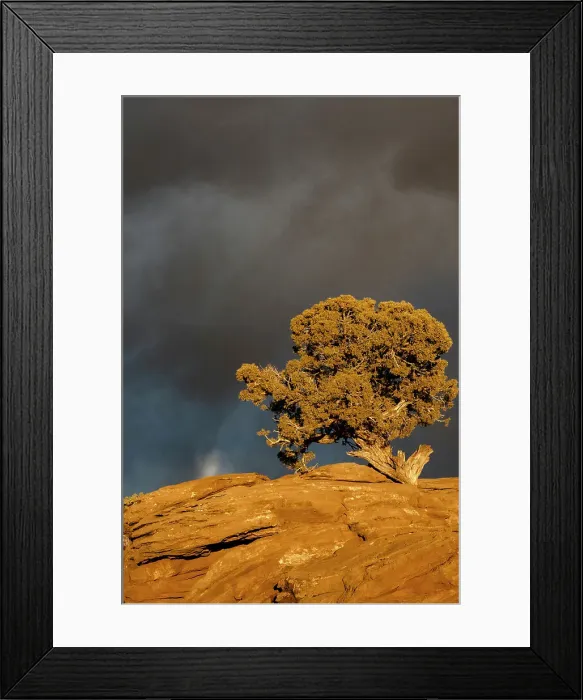 Framed Print : USA, Utah. Twisted juniper at sunset with storm clouds, Dead Horse Point State Park. Date: 16-02-2021 Framed Print : USA, Utah. Twisted juniper at sunset with storm clouds, Dead Horse Point State Park. Date: 16-02-2021