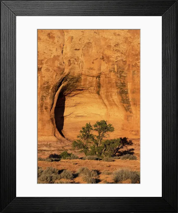 Framed Print : USA, Utah. Pinyon pine in an alcove, Sand Flats Recreation Area, near Moab. Date: 05-03-2021 Framed Print : USA, Utah. Pinyon pine in an alcove, Sand Flats Recreation Area, near Moab. Date: 05-03-2021