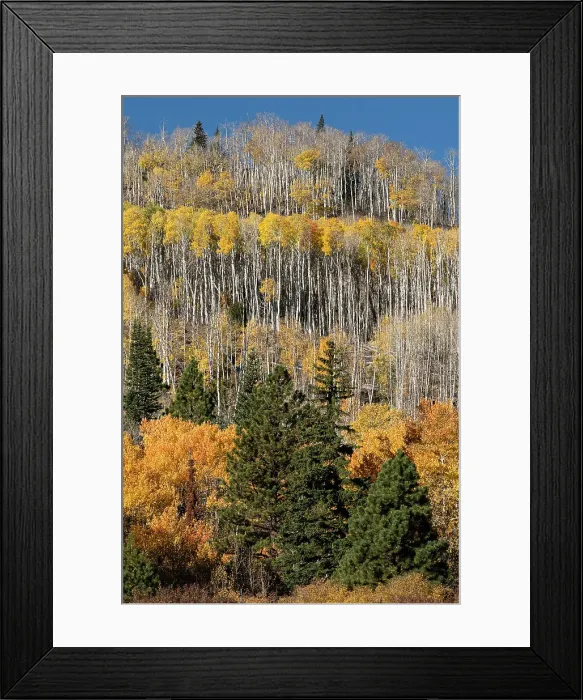 Framed Print : USA, Utah. Colorful autumn aspen on Boulder Mountain, Dixie National Forest. Date: 17-10-2020 Framed Print : USA, Utah. Colorful autumn aspen on Boulder Mountain, Dixie National Forest. Date: 17-10-2020
