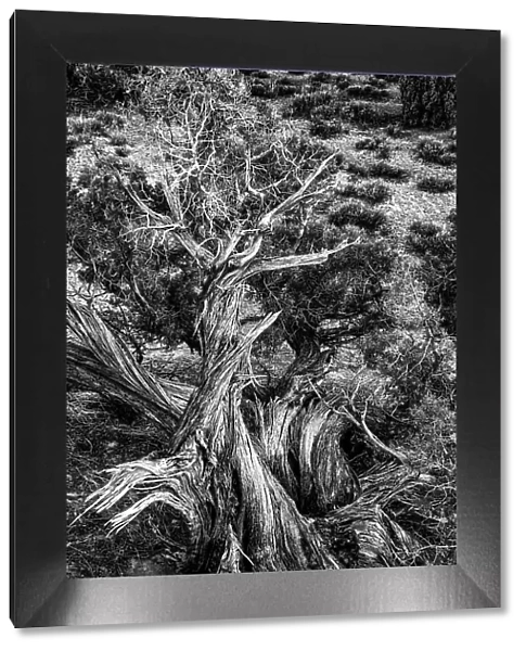 USA, Utah. Black and white image. Twisted Juniper surviving in the desert, Sand Flats Recreation Area, near Moab. Date: 05-03-2021
