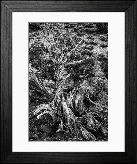 Framed Print : USA, Utah. Black and white image. Twisted Juniper surviving in the desert, Sand Flats Recreation Area, near Moab. Date: 05-03-2021 Framed Print : USA, Utah. Black and white image. Twisted Juniper surviving in the desert, Sand Flats Recreation Area, near Moab. Date: 05-03-2021
