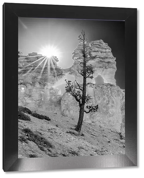 USA, Utah. Black and white. Ponderosa pine and hoodoos with starburst, Bryce Canyon National Park. Date: 18-10-2020
