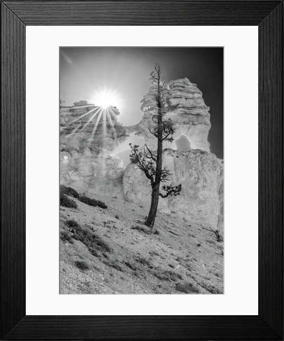 Framed Print : USA, Utah. Black and white. Ponderosa pine and hoodoos with starburst, Bryce Canyon National Park. Date: 18-10-2020 Framed Print : USA, Utah. Black and white. Ponderosa pine and hoodoos with starburst, Bryce Canyon National Park. Date: 18-10-2020