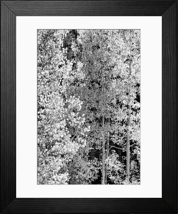 Framed Print : USA, Utah. Black and white, autumn aspen and ponderosa pine on Boulder Mountain, Dixie National Forest. Date: 17-10-2020 Framed Print : USA, Utah. Black and white, autumn aspen and ponderosa pine on Boulder Mountain, Dixie National Forest. Date: 17-10-2020