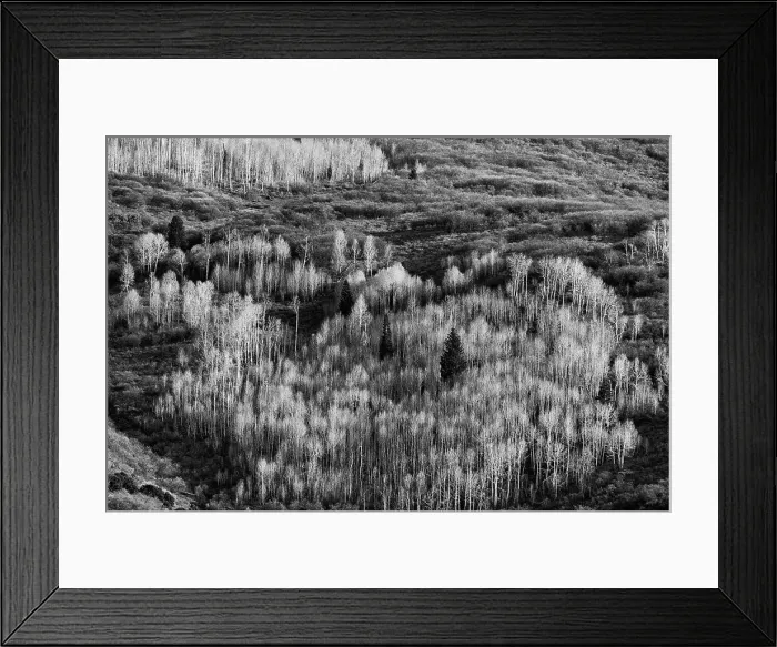 Framed Print : USA, Utah. Autumn aspen in the Manti-La Sal National Forest. Date: 22-10-2020 Framed Print : USA, Utah. Autumn aspen in the Manti-La Sal National Forest. Date: 22-10-2020