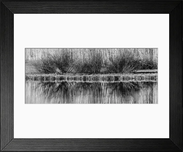 Framed Print : USA, Utah. Black and white image of aspen and willow reflections on Warner Lake, Manti-La Sal National Forest. Date: 01-11-2020 Framed Print : USA, Utah. Black and white image of aspen and willow reflections on Warner Lake, Manti-La Sal National Forest. Date: 01-11-2020