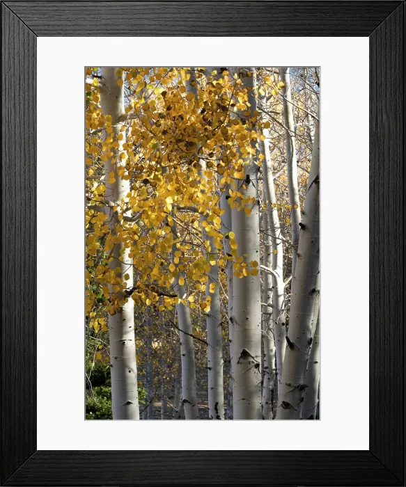 Framed Print : USA, Utah. Colorful autumn aspen on Boulder Mountain, Dixie National Forest. Date: 17-10-2020