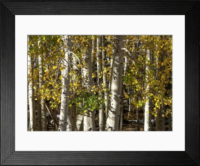 Framed Print : USA, Utah. Colorful autumn aspen on Boulder Mountain, Dixie National Forest. Date: 17-10-2020 Framed Print : USA, Utah. Colorful autumn aspen on Boulder Mountain, Dixie National Forest. Date: 17-10-2020
