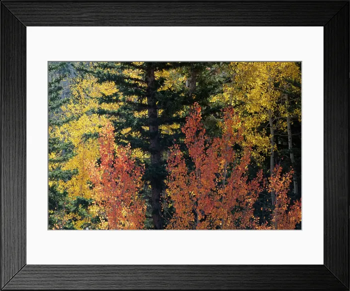 Framed Print : USA, Utah. Colorful autumn aspen and ponderosa pine on Boulder Mountain, Dixie National Forest. Date: 17-10-2020 Framed Print : USA, Utah. Colorful autumn aspen and ponderosa pine on Boulder Mountain, Dixie National Forest. Date: 17-10-2020