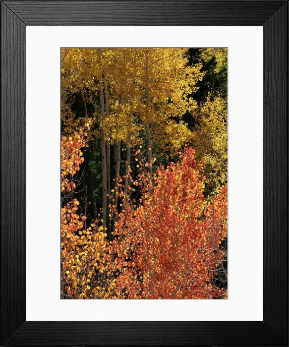 Framed Print : USA, Utah. Colorful autumn aspen and ponderosa pine on Boulder Mountain, Dixie National Forest. Date: 17-10-2020 Framed Print : USA, Utah. Colorful autumn aspen and ponderosa pine on Boulder Mountain, Dixie National Forest. Date: 17-10-2020