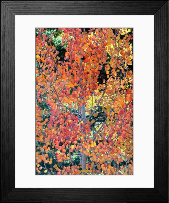 Framed Print : USA, Utah. Colorful autumn aspen and ponderosa pine on Boulder Mountain, Dixie National Forest. Date: 17-10-2020 Framed Print : USA, Utah. Colorful autumn aspen and ponderosa pine on Boulder Mountain, Dixie National Forest. Date: 17-10-2020