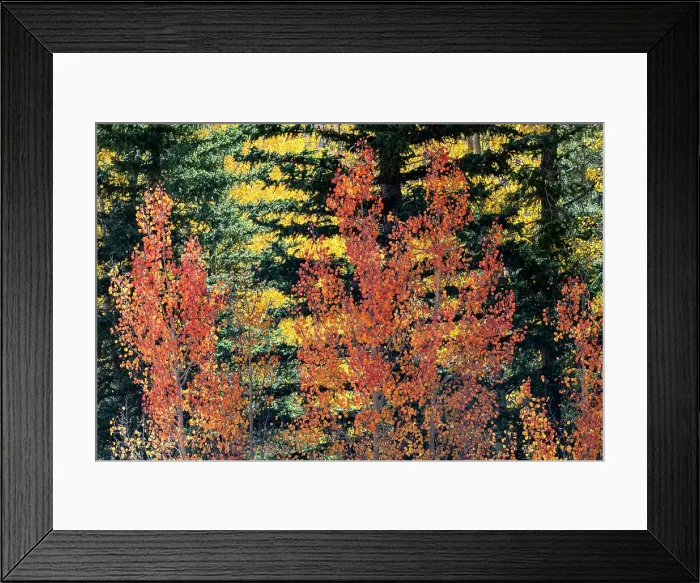 Framed Print : USA, Utah. Colorful autumn aspen and ponderosa pine on Boulder Mountain, Dixie National Forest. Date: 17-10-2020 Framed Print : USA, Utah. Colorful autumn aspen and ponderosa pine on Boulder Mountain, Dixie National Forest. Date: 17-10-2020