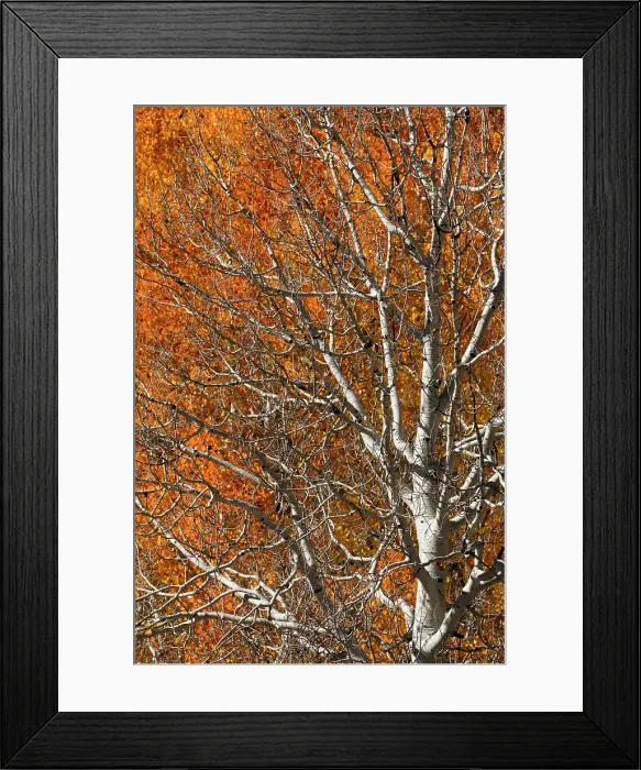 Framed Print : USA, Utah. Colorful autumn aspen on Boulder Mountain, Dixie National Forest. Date: 17-10-2020 Framed Print : USA, Utah. Colorful autumn aspen on Boulder Mountain, Dixie National Forest. Date: 17-10-2020