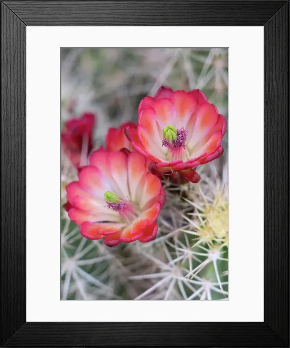 Framed Print : USA, Utah. Claret Cup in bloom, Bears Ears National Monument. Date: 17-04-2021
