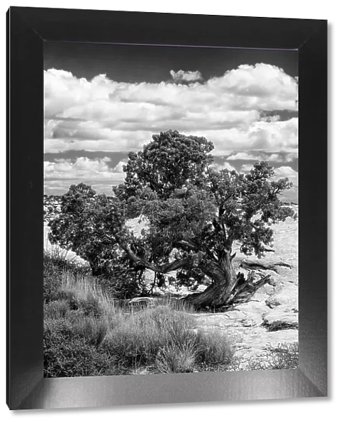 USA, Utah. Juniper with clouds, Bears Ears National Monument. Date: 16-04-2021