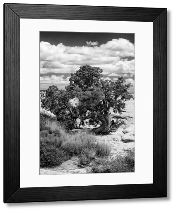 Framed Print : USA, Utah. Juniper with clouds, Bears Ears National Monument. Date: 16-04-2021 Framed Print : USA, Utah. Juniper with clouds, Bears Ears National Monument. Date: 16-04-2021