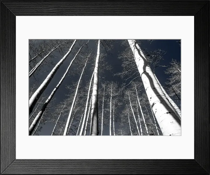Framed Print : USA, Utah, Woodruff aspen trees along highway 39 Date: 27-09-2020 Framed Print : USA, Utah, Woodruff aspen trees along highway 39 Date: 27-09-2020
