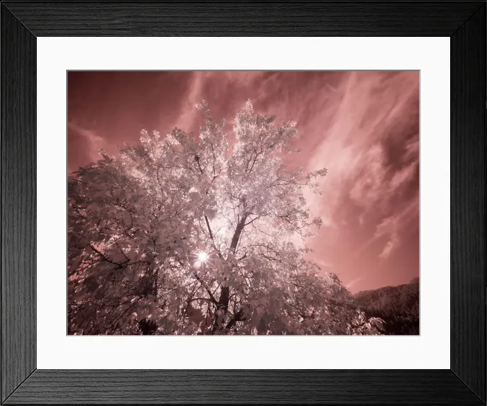 Framed Print : USA, Utah, Infrared of the Logan Pass area Date: 25-09-2020 Framed Print : USA, Utah, Infrared of the Logan Pass area Date: 25-09-2020